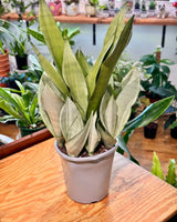 Sansevieria ‘Silver Sword’ (Snake plant) - Plant Daddy