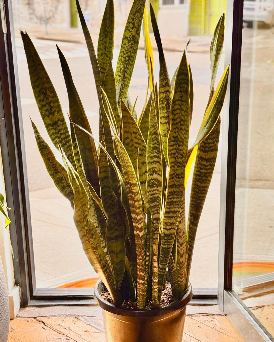 sansevieria trifasciata laurentii snake plant Sansevieria trifasciata 'Laurentii' (Snake plant)