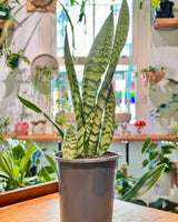 Sansevieria trifasciata ‘Laurentii’ (Snake plant) - Plant Daddy