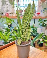 Sansevieria trifasciata ‘Laurentii’ (Snake plant) - Plant Daddy