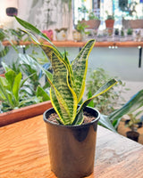 Sansevieria trifasciata 'Superba' - Plant Daddy