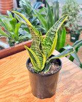 Sansevieria trifasciata 'Superba' - Plant Daddy