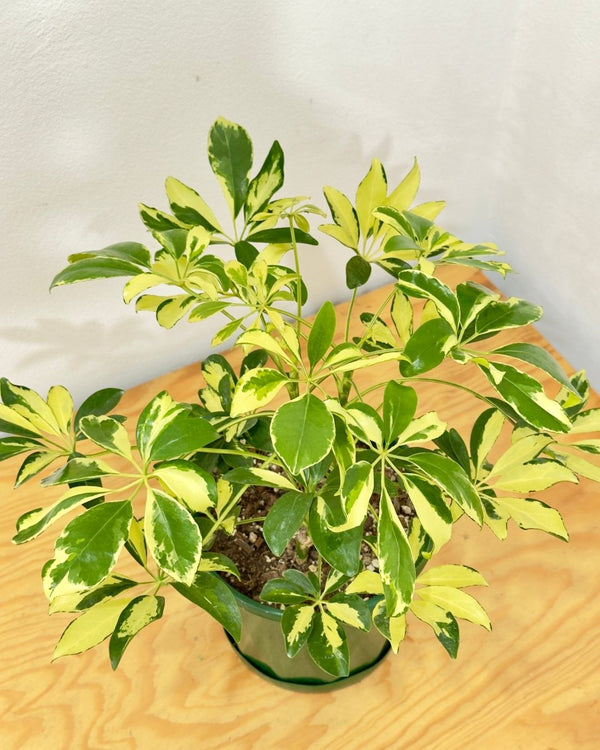 Schefflera arboricola ‘Madame de Smet’ - Plant Daddy