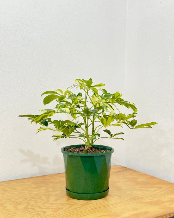 Schefflera arboricola ‘Madame de Smet’ - Plant Daddy