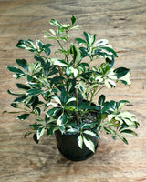 Schefflera 'Variegata' - Plant Daddy