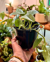 Scindapsus pictus ‘Silver Hero’ - Plant Daddy