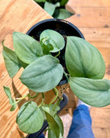 Scindapsus pictus ‘Silver Hero’ - Plant Daddy