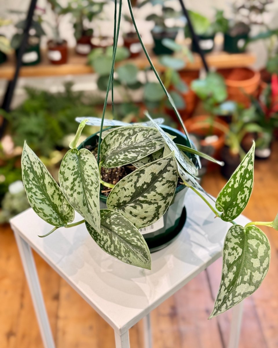 Scindapsus pictus 'Silver Lady'