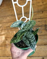 Scindapsus pictus ‘Silver Lady’ - Plant Daddy