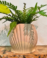 Seashell Ceramic Pot - Plant Daddy