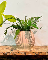 Seashell Ceramic Pot - Plant Daddy