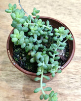 Sedum morganianum (Donkeys Tail) - Plant Daddy