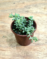 Sedum morganianum (Donkeys Tail) - Plant Daddy