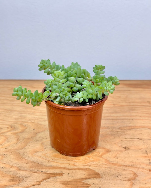 Sedum morganianum (Donkeys Tail) - Plant Daddy