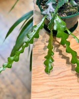 Selenicereus anthonyanus Zig Zag Cactus - Plant Daddy