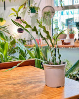 Selenicereus anthonyanus Zig Zag Cactus - Plant Daddy