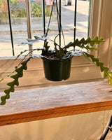 Selenicereus anthonyanus Zig Zag Cactus - Plant Daddy