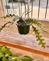 Selenicereus anthonyanus Zig Zag Cactus - Plant Daddy