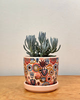 Senecio serpens (Blue Chalksticks) - Plant Daddy