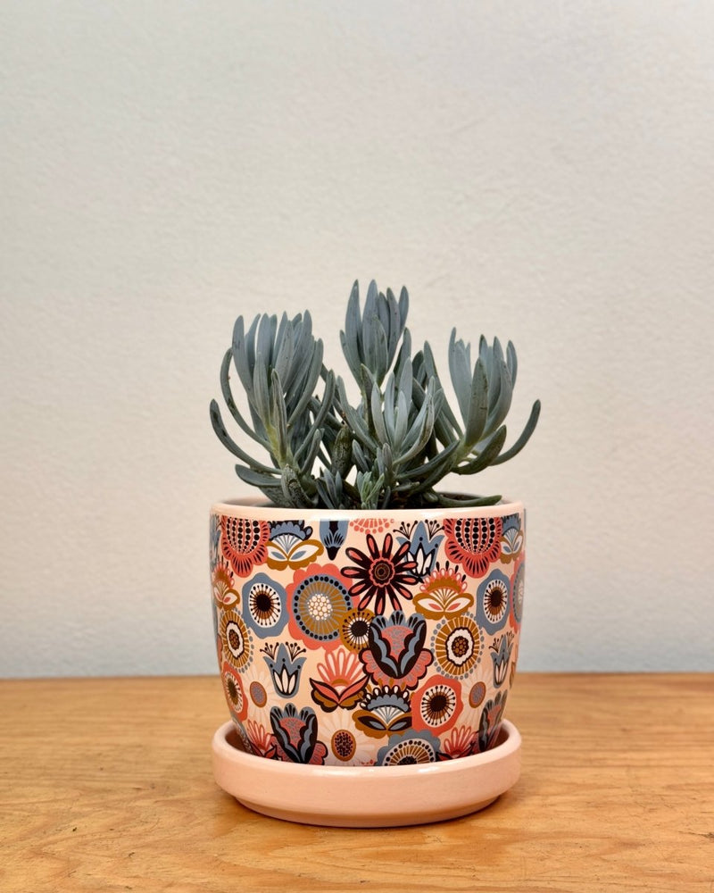 Senecio serpens (Blue Chalksticks) - Plant Daddy