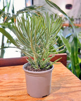 Senecio serpens (Blue Chalksticks) - Plant Daddy