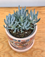 Senecio serpens (Blue Chalksticks) - Plant Daddy