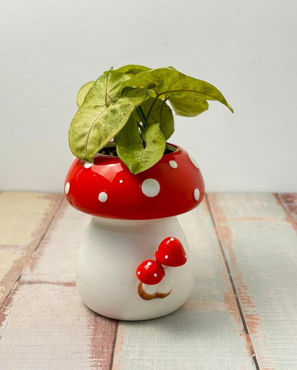 Shroomie Ceramic Pot - Plant Daddy