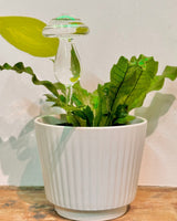 Shroomie Water Seeper - Plant Daddy