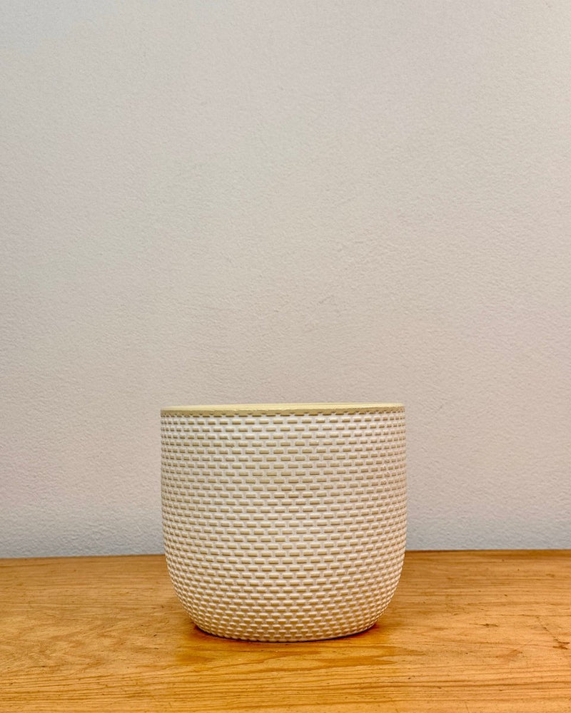 Sorbet Glow Ceramic Pot - Plant Daddy