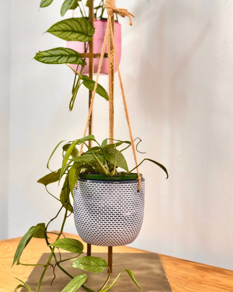 Sorbet Glow Hanging Pot - Plant Daddy