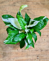 Spathiphyllum ‘Picasso’ - Plant Daddy