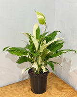 Spathiphyllum ‘Picasso’ - Plant Daddy