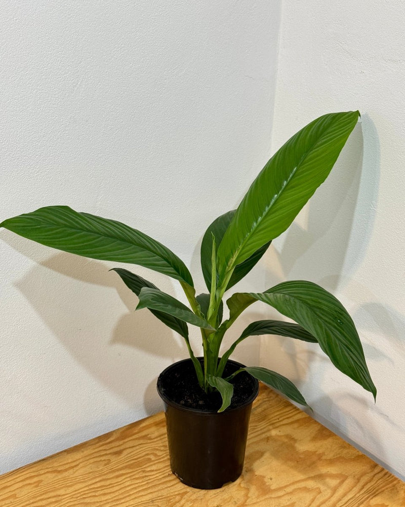 Spathipyllum ‘Sensation’ (Peace Lily) - Plant Daddy