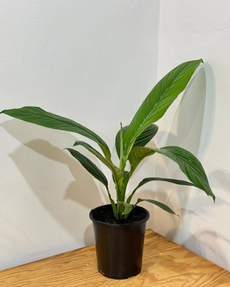 Spathipyllum ‘Sensation’ (Peace Lily) - Plant Daddy