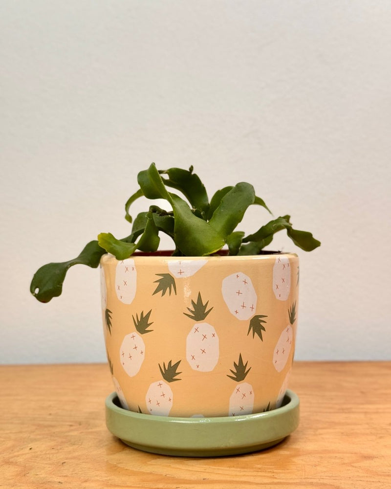 Sprinkle and Bloom Pot - Plant Daddy