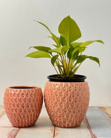 Strawberry Ripple Ceramic Pot - Plant Daddy