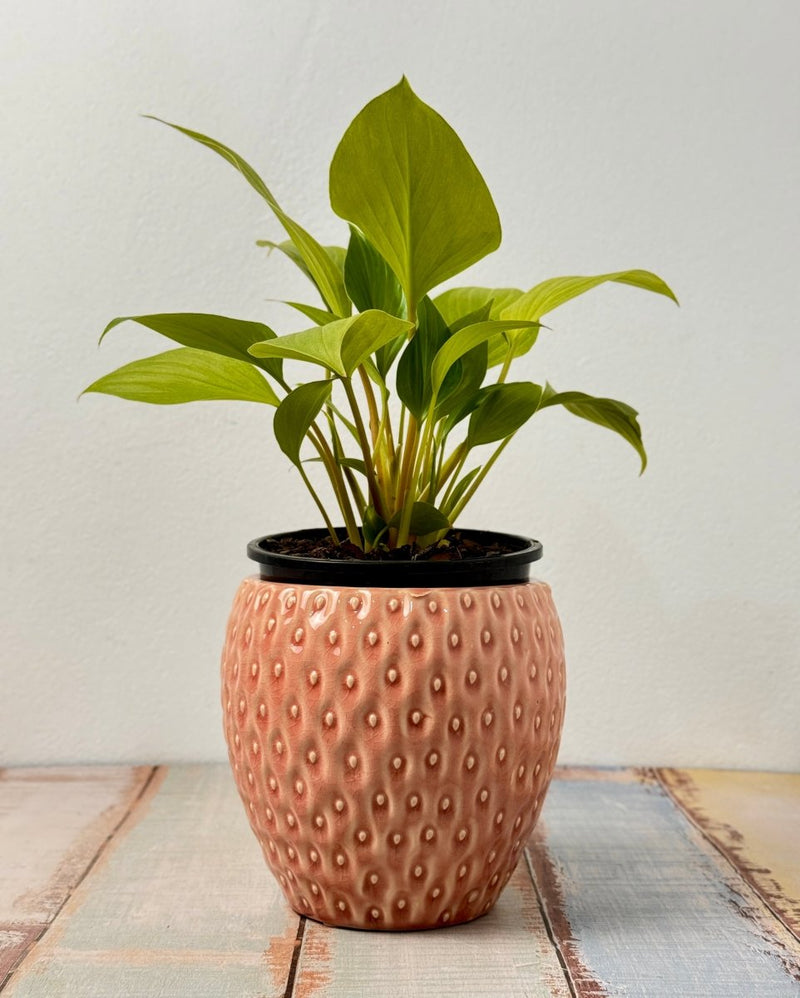Strawberry Ripple Ceramic Pot - Plant Daddy