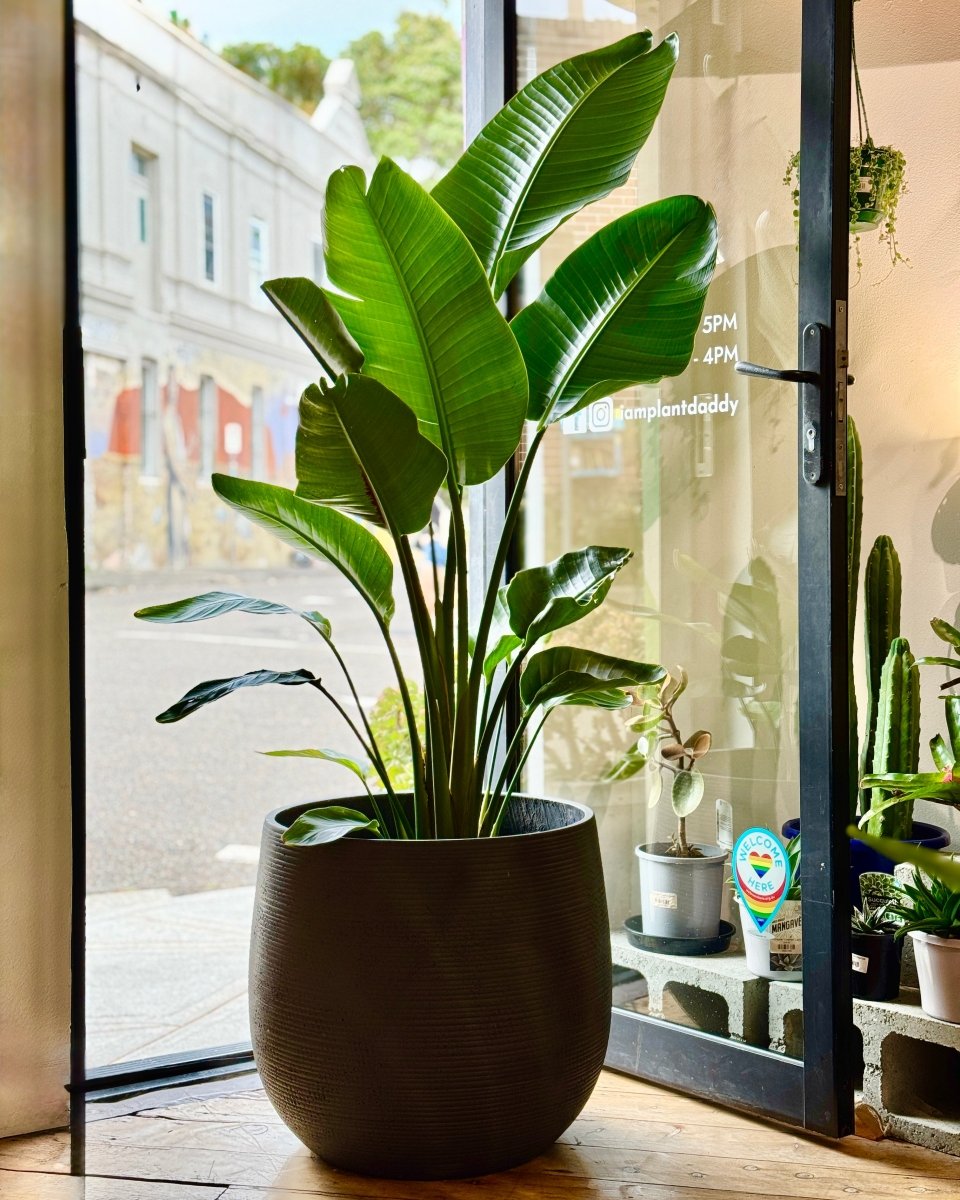 Strelitzia nicolai (Giant Bird of Paradise)