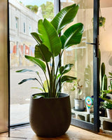 Strelitzia nicolai (Giant Bird of Paradise) - Plant Daddy