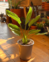 Strelitzia nicolai (Giant Bird of Paradise) - Plant Daddy
