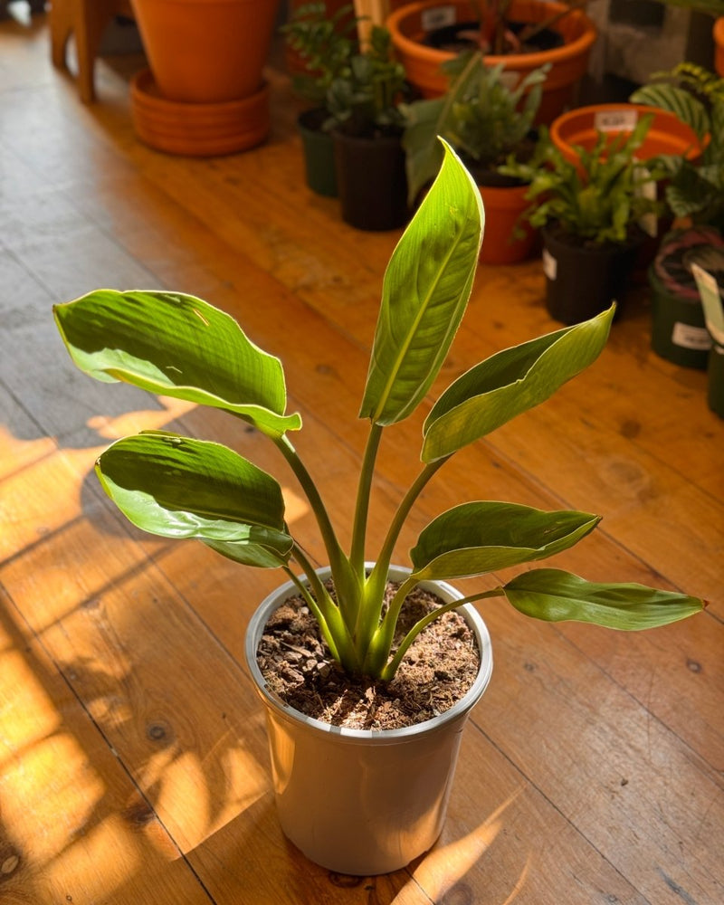 Strelitzia nicolai (Giant Bird of Paradise) - Plant Daddy