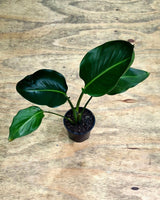 Strelitzia nicolai (Giant Bird of Paradise) - Plant Daddy