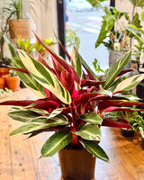 Stromanthe sanguinea ‘Tricolour’ - Plant Daddy