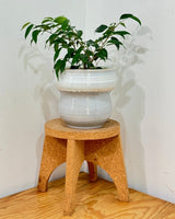 Sundae Ceramic Pot - Plant Daddy