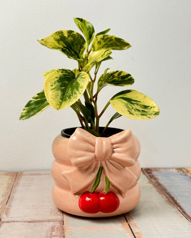 plant daddy pot Sweet Cherry Bow Ceramic Pot