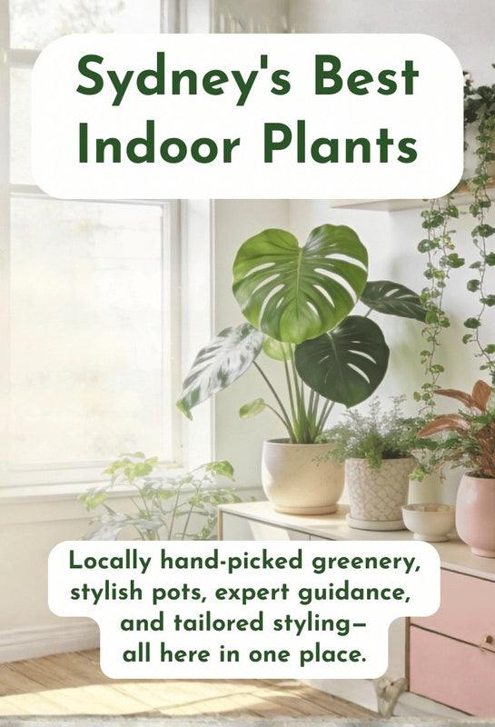 Indoor plants in stylish pots with text overlay about Sydney's best indoor plants.