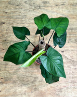 Syngonium chiapense - Plant Daddy