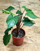Syngonium chiapense - Plant Daddy
