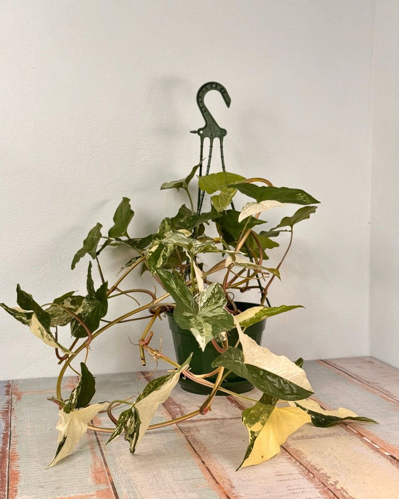 Syngonium ‘Fantasy’ - Plant Daddy