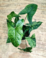 Syngonium ‘Mojito’ - Plant Daddy